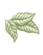 Tobacco